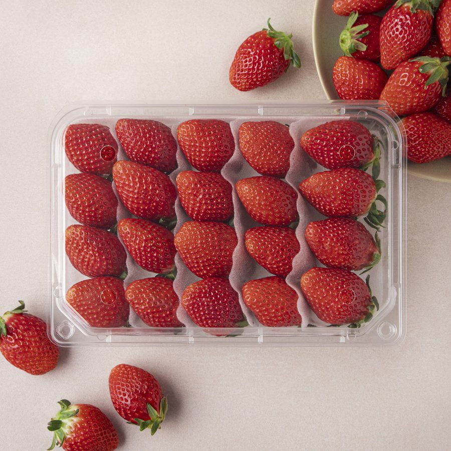 설향 딸기 대과